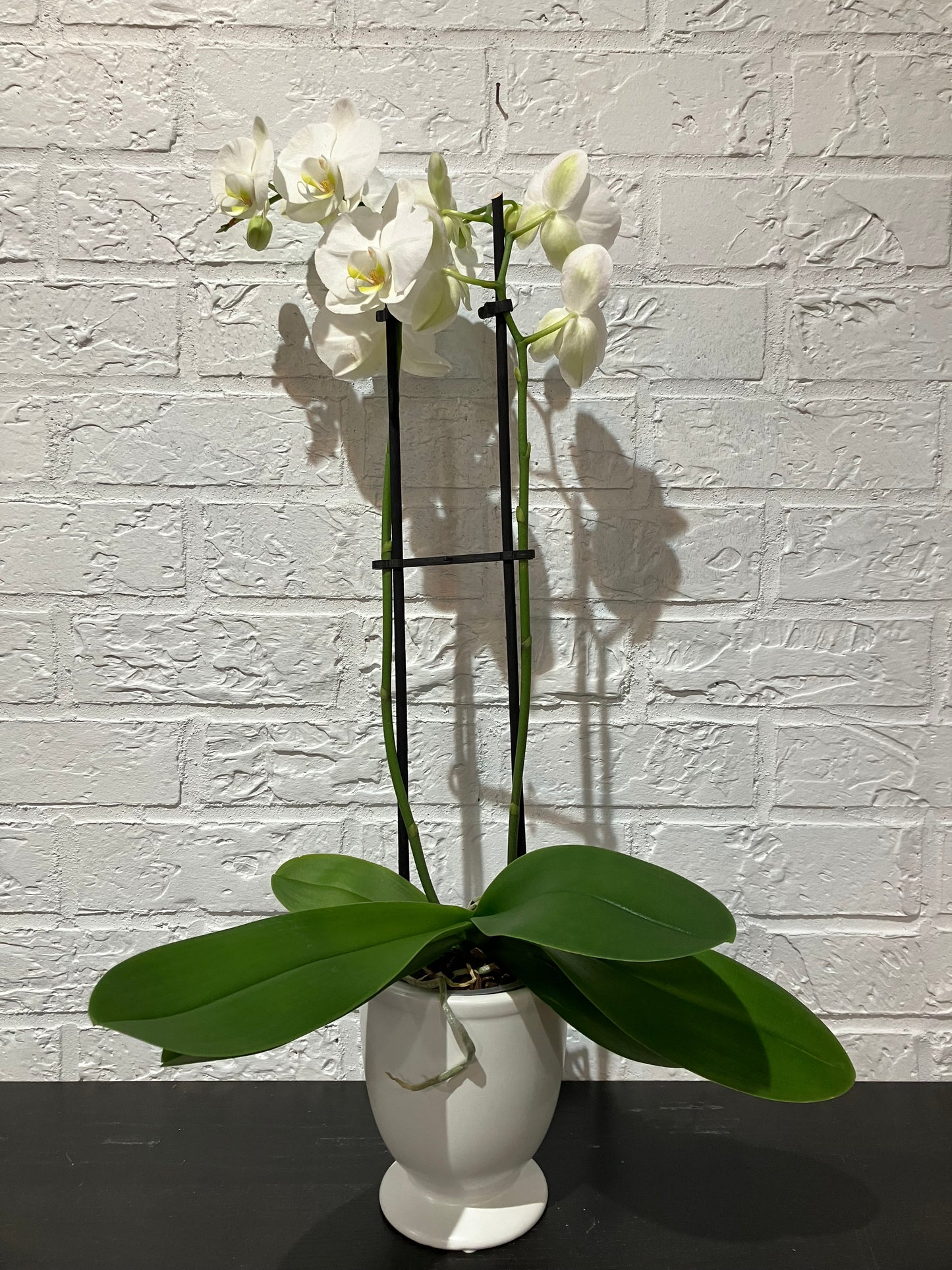 Orchidée