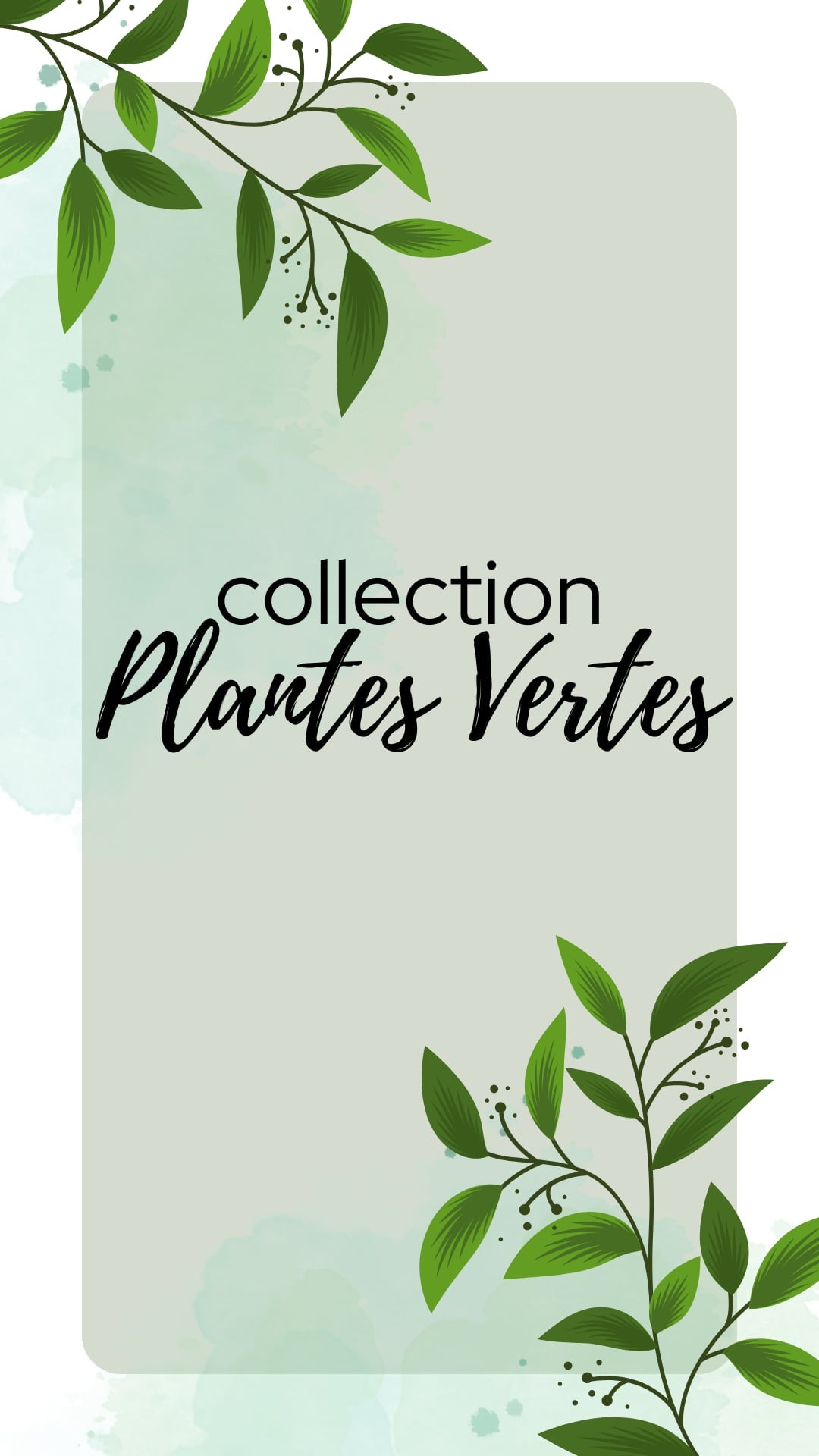 Plantes vertes :