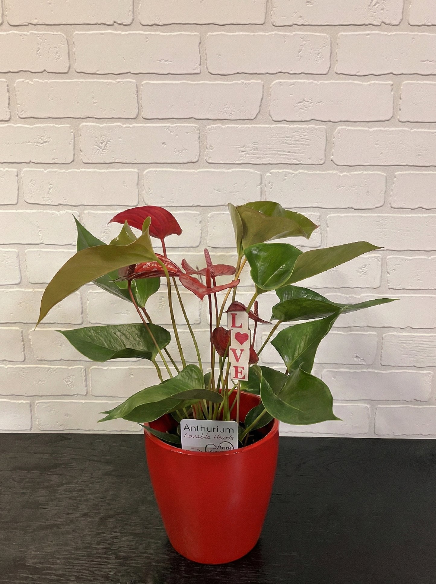Anthuriums