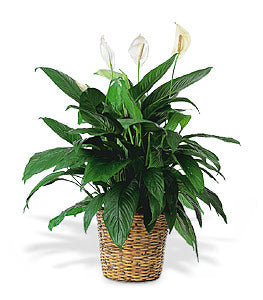 Spathiphyllum grand