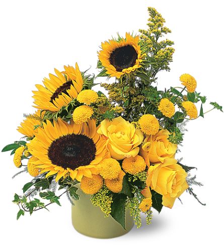 Pot Tournesol