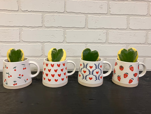 Hoya Kerrii en tasse