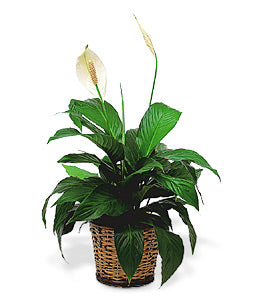 Spathiphyllum moyen