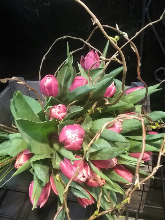 Tulipes Roses (20)