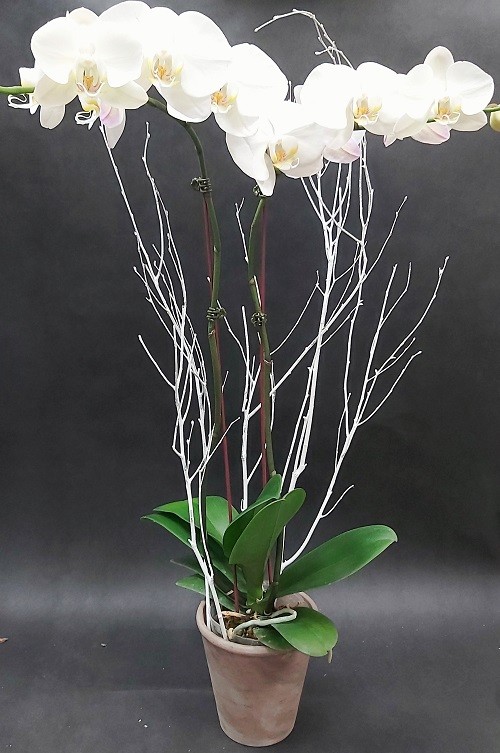 Orchidée Phaléanopsis